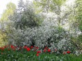 Cherry blossom and tulips `Red and white `